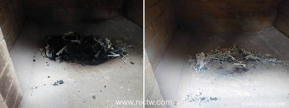 Pet Dog Animal Crematory Incineration